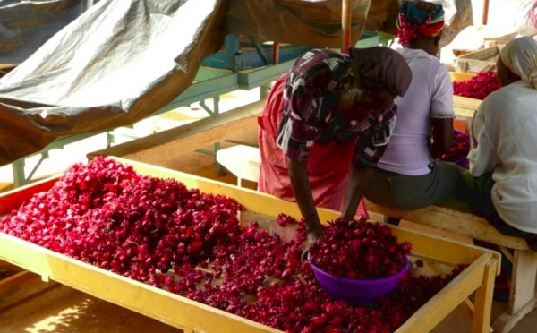 Valorizzazione delle filiere agroalimentari e sviluppo di fonti energetiche rinnovabili nella contea di Tharaka-Nithi