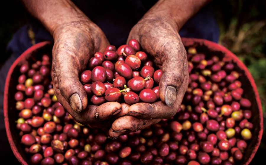 La ricchezza dagli scarti della produzione di caffè: una ricerca